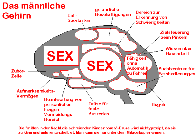 gehirnmaennlich.gif (12561 Byte)